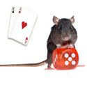 Gambling the rat way